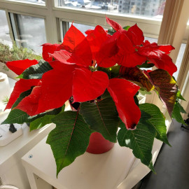 Poinsettia