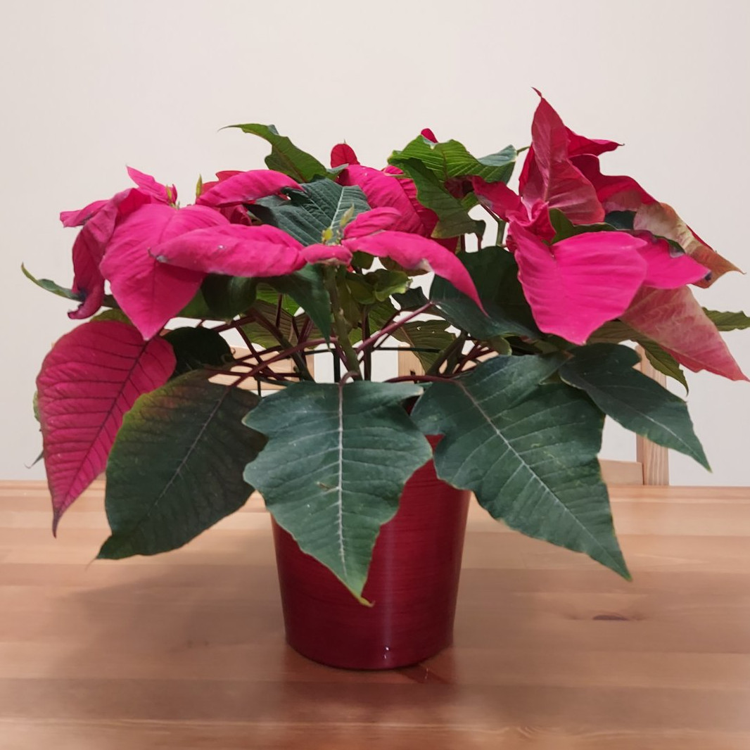 Poinsettia