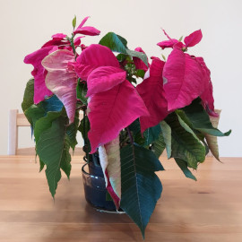 Poinsettia