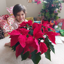 Poinsettia