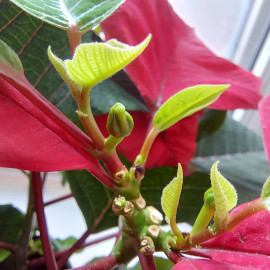 Poinsettia