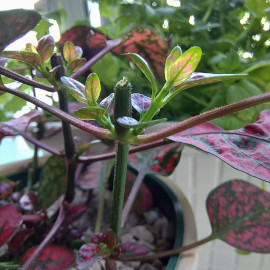 Polka Dot Plant