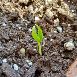 Red Bell Pepper