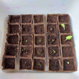 Seedlings