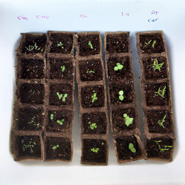 Seedlings