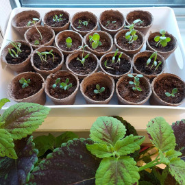 Seedlings