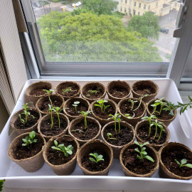 Seedlings