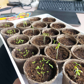 Seedlings