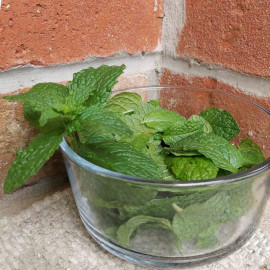 Mints and Basil