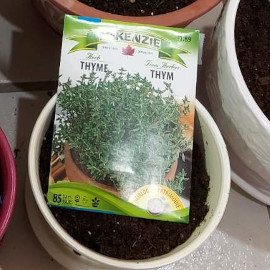 Thyme