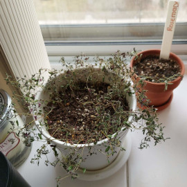 Thyme