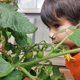 Veg box