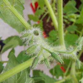 Cherry Tomato