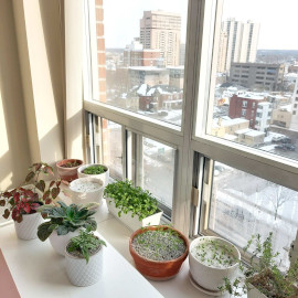 Window plants