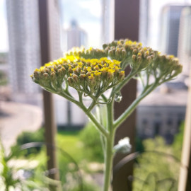 Yarrow